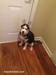 black and white husky puppy