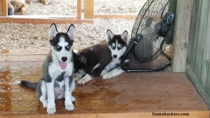 black and white husky puppies
