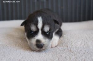 black and white female husky puppy