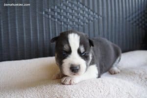 black and white male husky puppy