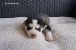 black and white husky puppy