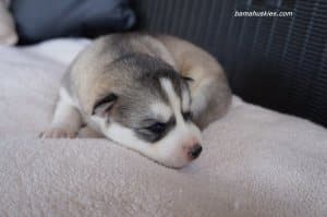 Grey and white female husky puppy