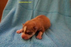 red and white husky puppy