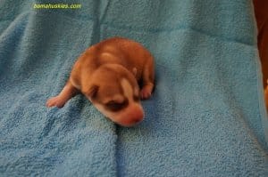 red and white husky puppy