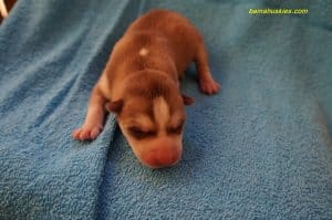 red and white husky puppy
