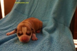 red and white husky puppy
