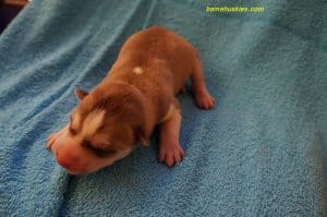 red and white husky puppy