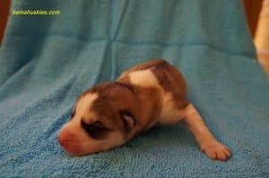 husky puppy