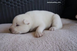 white husky puppy