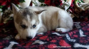 Grey and white husky puppy
