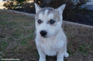Grey and white husky puppy for sale