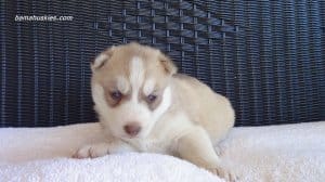 husky puppies for sale