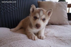 husky puppy for sale