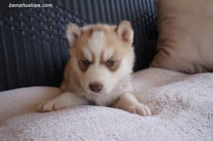 husky puppies for sale