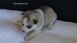 husky puppies for sale