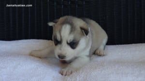 husky puppies for sale