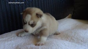 husky puppies for sale