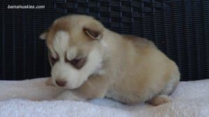husky puppies for sale