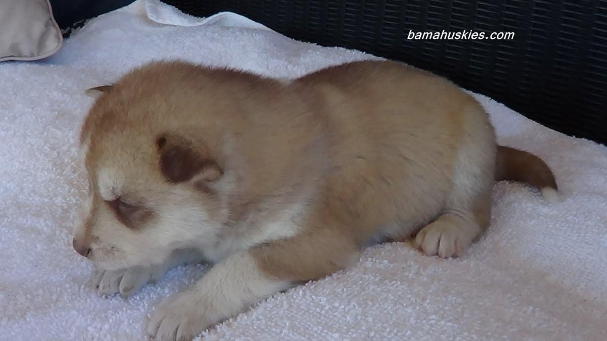 Bella's Husky Puppies 3 Weeks Old - Siberian Husky Puppies For Sale
