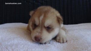 husky puppies for sale