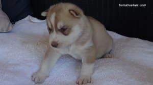 husky puppies for sale