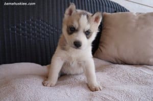 husky puppy