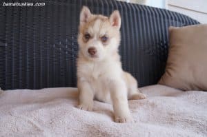 husky puppy