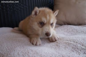 husky puppy