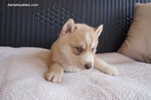 husky puppy