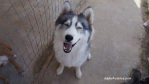 Grey and white Siberian husky