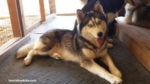 husky puppies for sale Tennessee