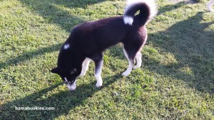 black and white siberian husky