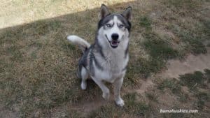 Grey and white Siberian husky