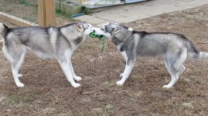 huskies playing tug of war
