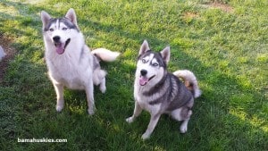 Siberian huskies