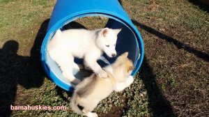 husky puppies playing
