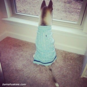 Husky watchdog
