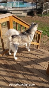 Husky puppies for sale