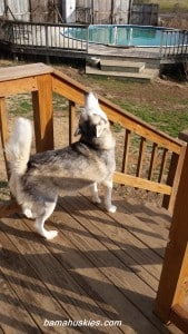 Husky puppies for sale