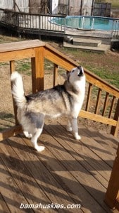 Husky puppies for sale