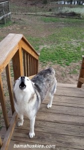 Husky puppies for sale