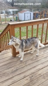 Husky puppies for sale