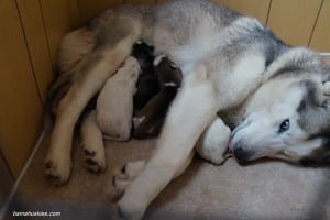 Siberian husky puppies for sale