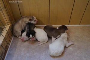 Siberian husky puppies for sale