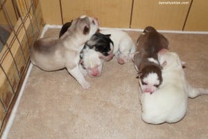 Siberian husky puppies for sale