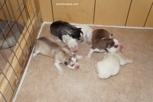 Siberian husky puppies for sale
