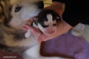 Siberian husky puppies for sale