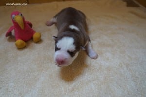 chocolate female husky puppy for sale