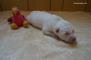 white female husky puppy for sale