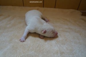white husky puppy for sale
